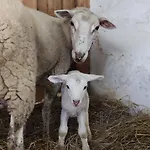 10 Personnes La Petite Ferme D'en Courtiels Sinsat