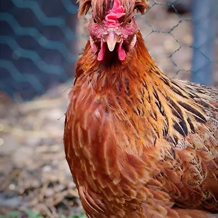 10 Personnes La Petite Ferme D'en Courtiels * Sinsat