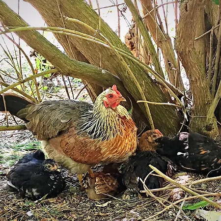 D'escalade 10 Personnes La Petite Ferme D'en Courtiels