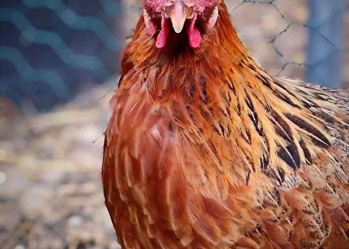 10 Personnes La Petite Ferme D'en Courtiels * Sinsat