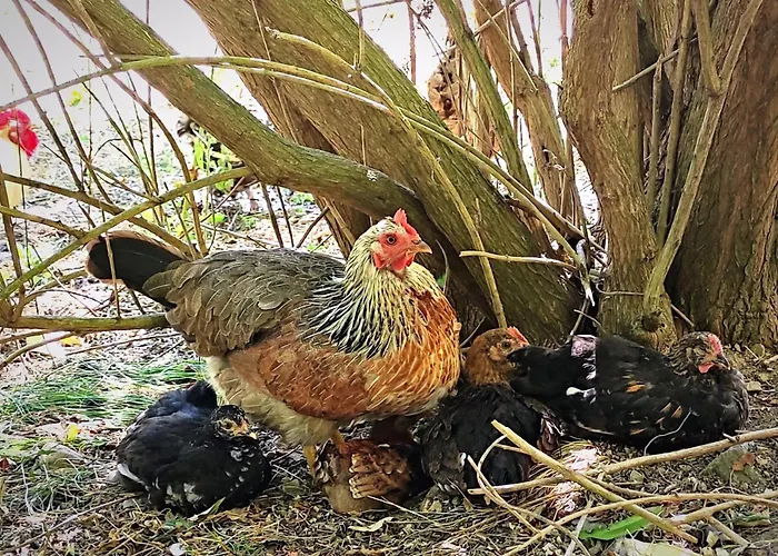 D'escalade 10 Personnes La Petite Ferme D'en Courtiels