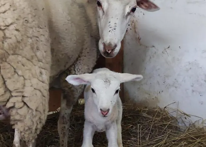 D'escalade 10 Personnes La Petite Ferme D'en Courtiels Sinsat